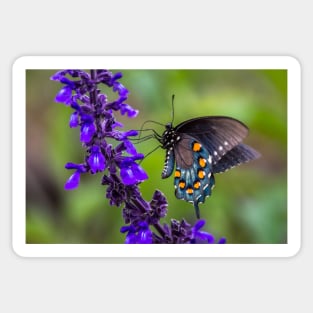 Pipevine Swallowtail Butterfly on Purple Flowers Sticker